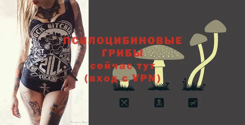 Псилоцибиновые грибы Psilocybe  Бологое 